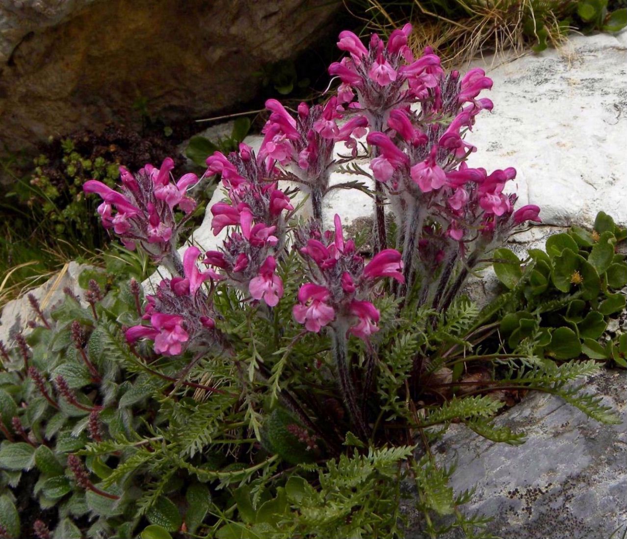 Pedicularis rosea subsp. allionii / Pedicolare rosea